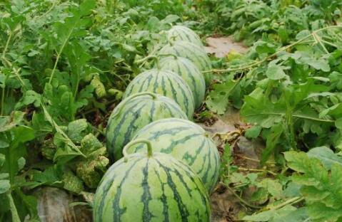 52每日大瓜视频,揭秘娱乐圈幕后故事，带你领略明星真实生活