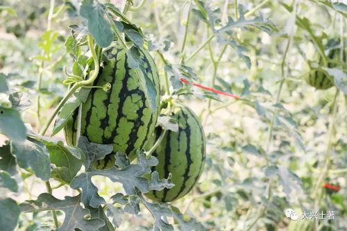 网红大瓜下载,下载背后的惊人真相